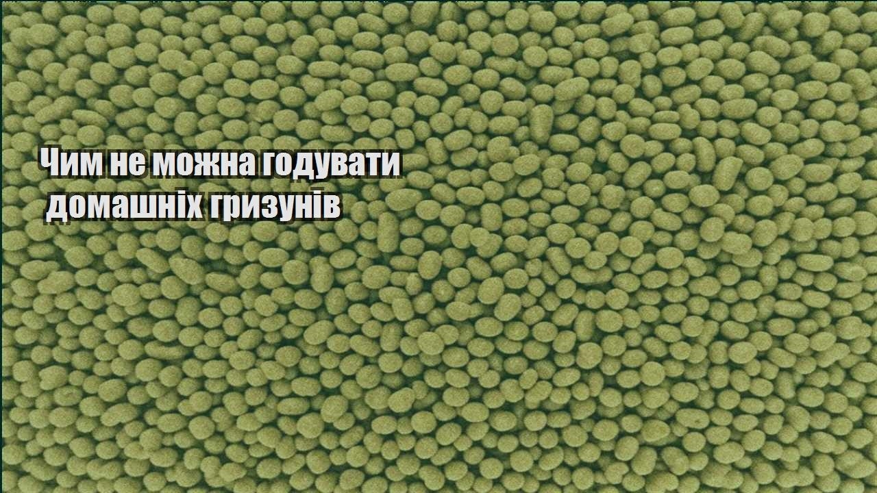 chym ne mozhna goduvaty domashnih gryzuniv