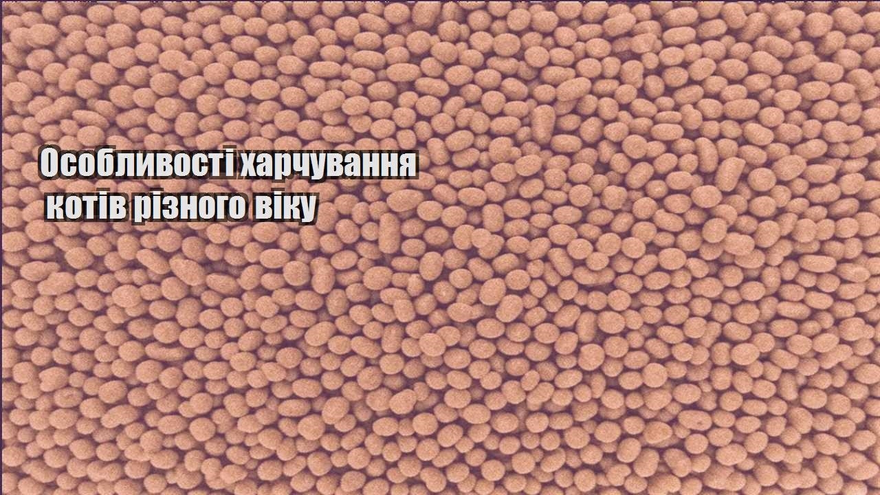 osoblyvosti harchuvannya kotiv riznogo viku