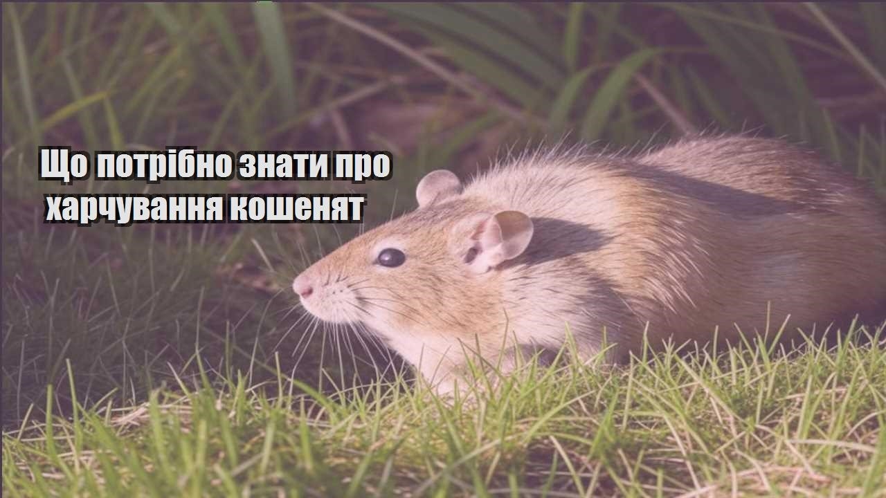 shho potribno znaty pro harchuvannya koshenyat