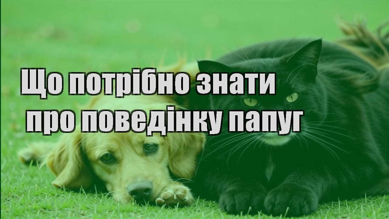 shho potribno znaty pro povedinku papug