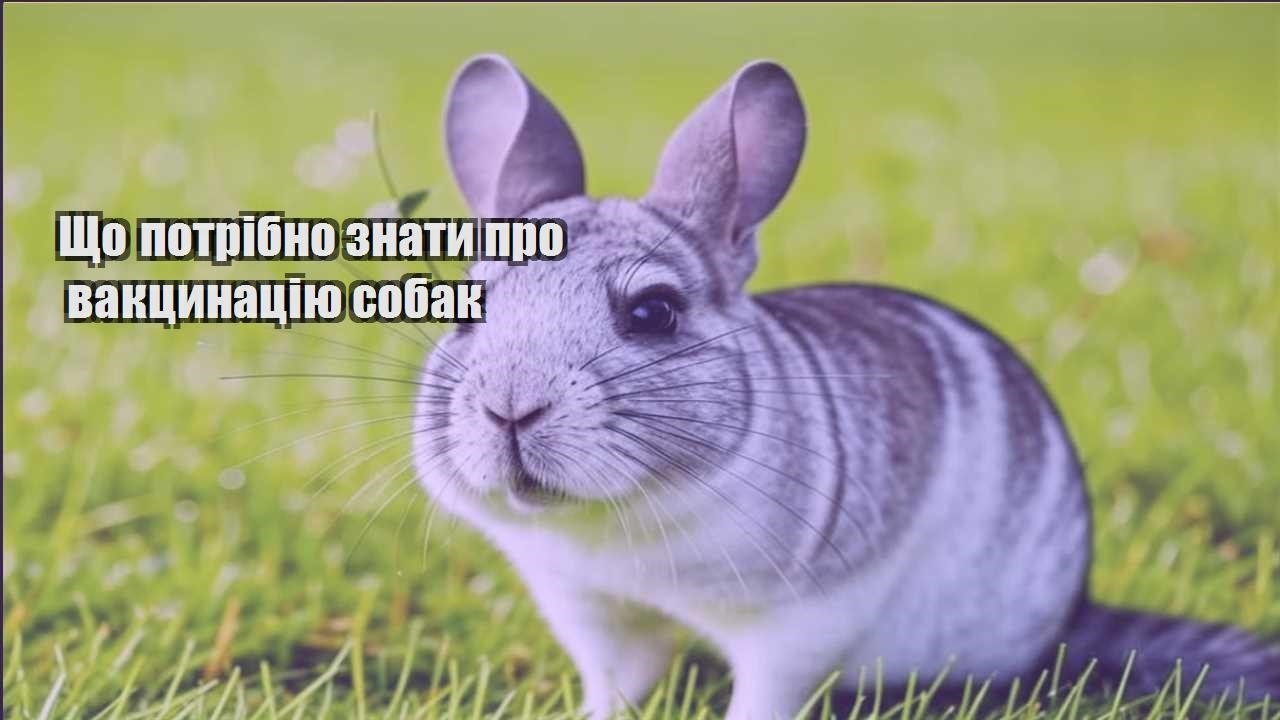 shho potribno znaty pro vakczynacziyu sobak