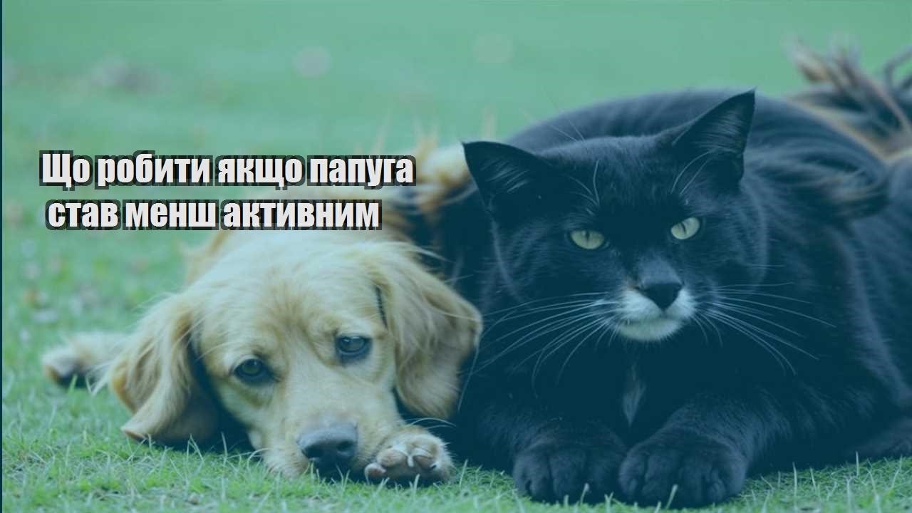 shho robyty yakshho papuga stav mensh aktyvnym