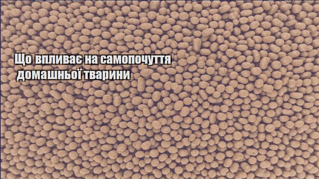shho vplyvaye na samopochuttya domashnoyi tvaryny