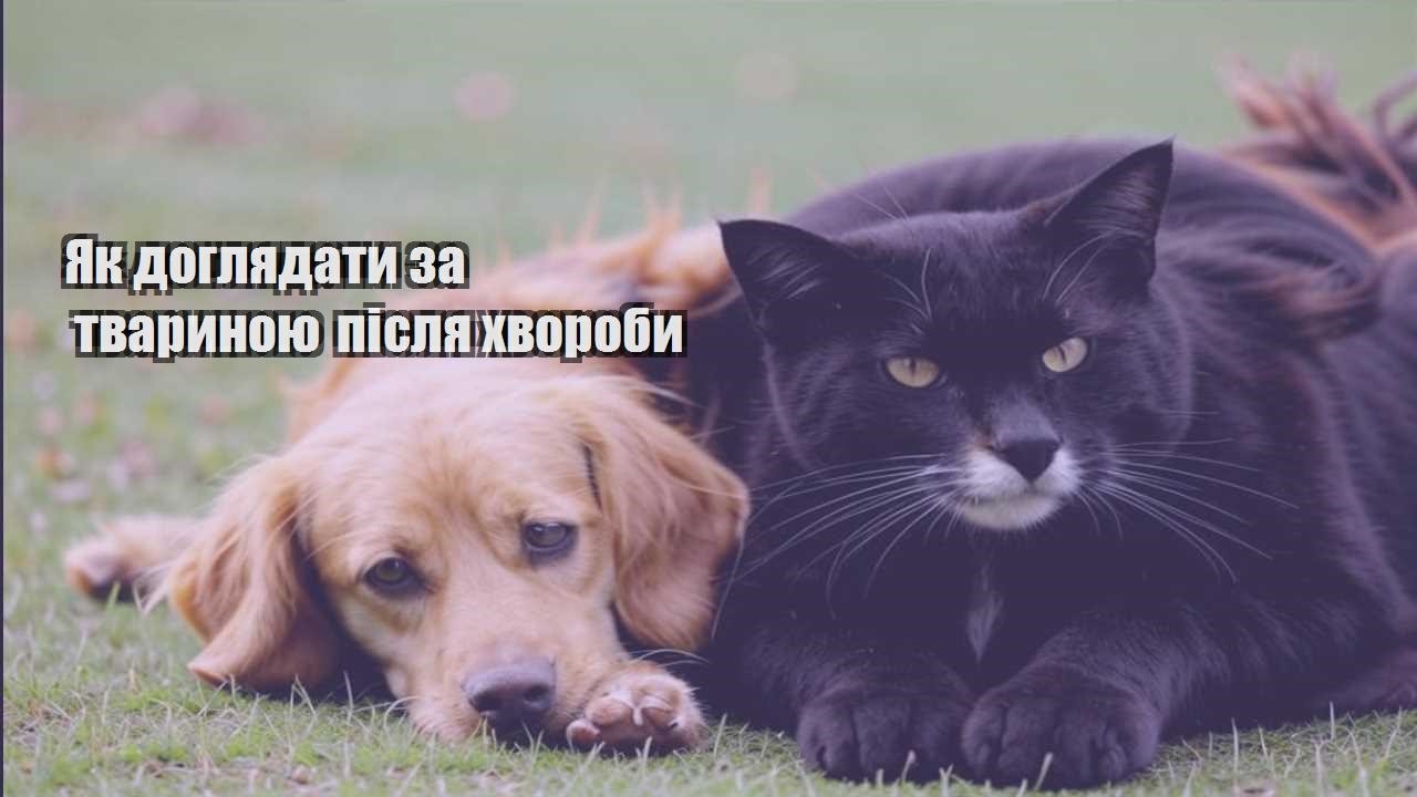 yak doglyadaty za tvarynoyu pislya hvoroby