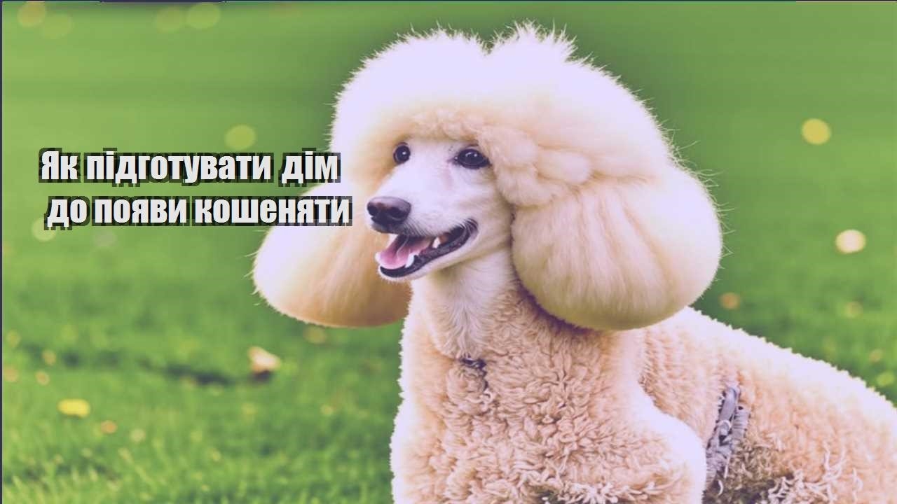 yak pidgotuvaty dim do poyavy koshenyaty