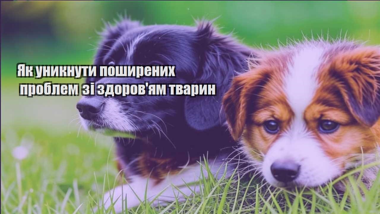 yak unyknuty poshyrenyh problem zi zdorovyam tvaryn