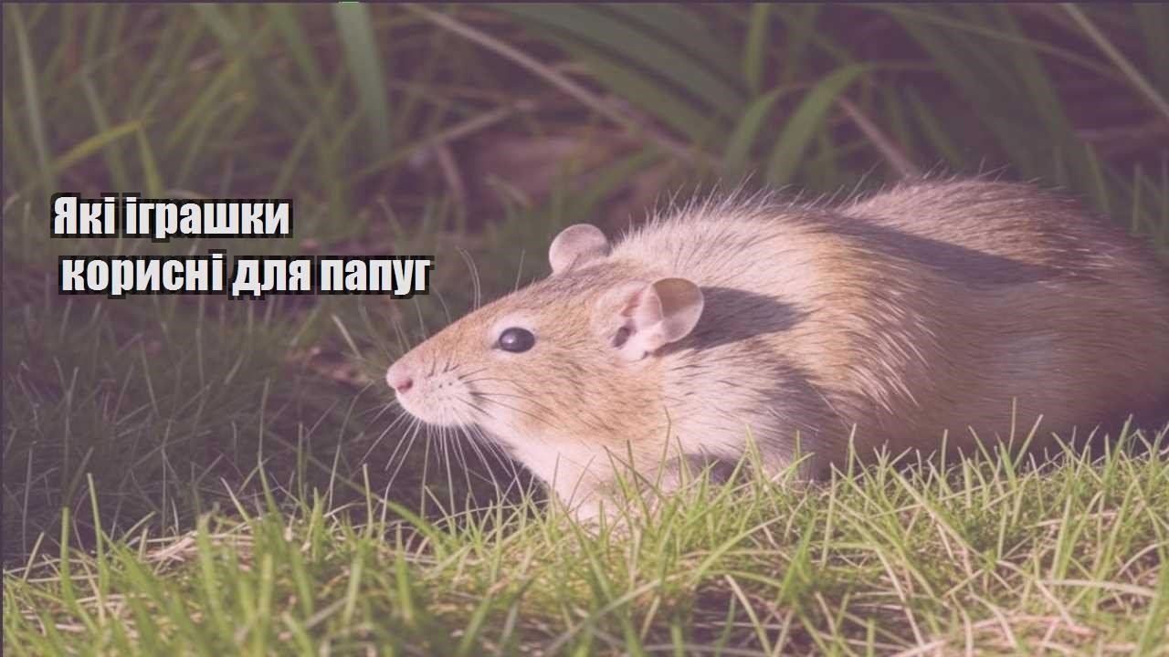 yaki igrashky korysni dlya papug