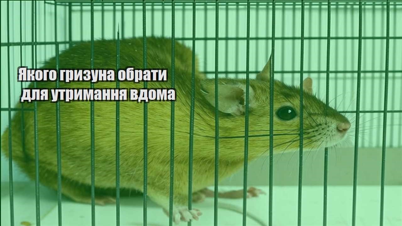 yakogo gryzuna obraty dlya utrymannya vdoma
