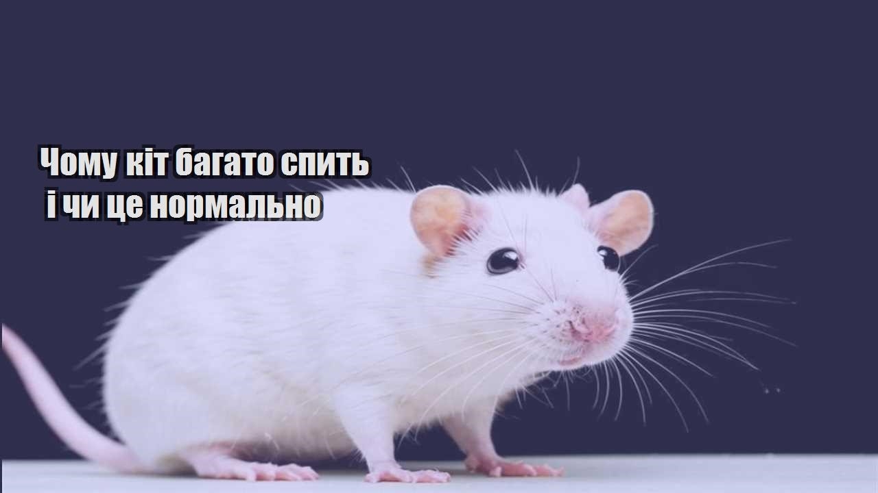 chomu kit bagato spyt i chy cze normalno