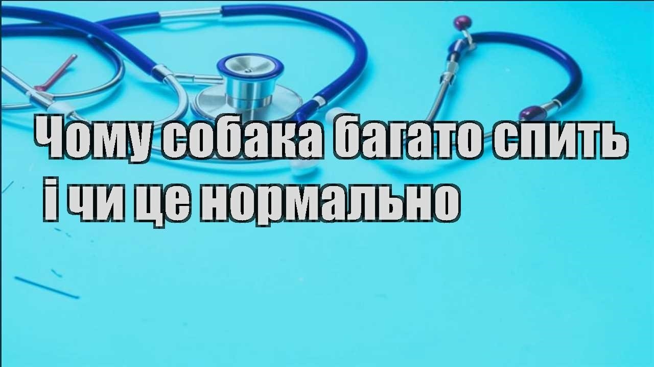 chomu sobaka bagato spyt i chy cze normalno