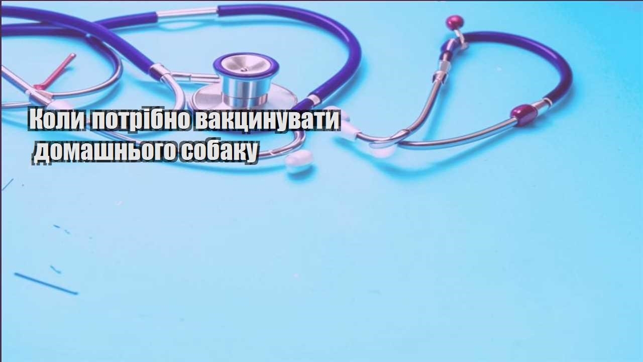 koly potribno vakczynuvaty domashnogo sobaku