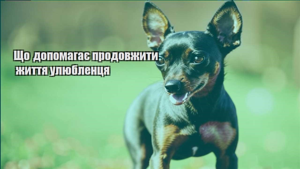 shho dopomagaye prodovzhyty zhyttya ulyublenczya