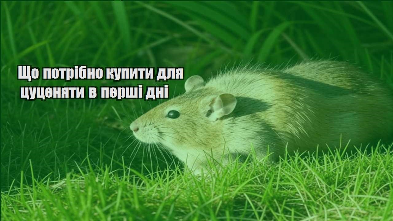 shho potribno kupyty dlya czuczenyaty v pershi dni