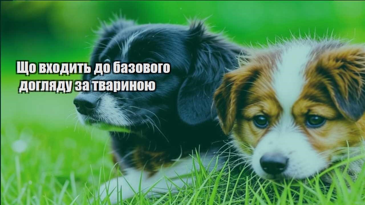 shho vhodyt do bazovogo doglyadu za tvarynoyu