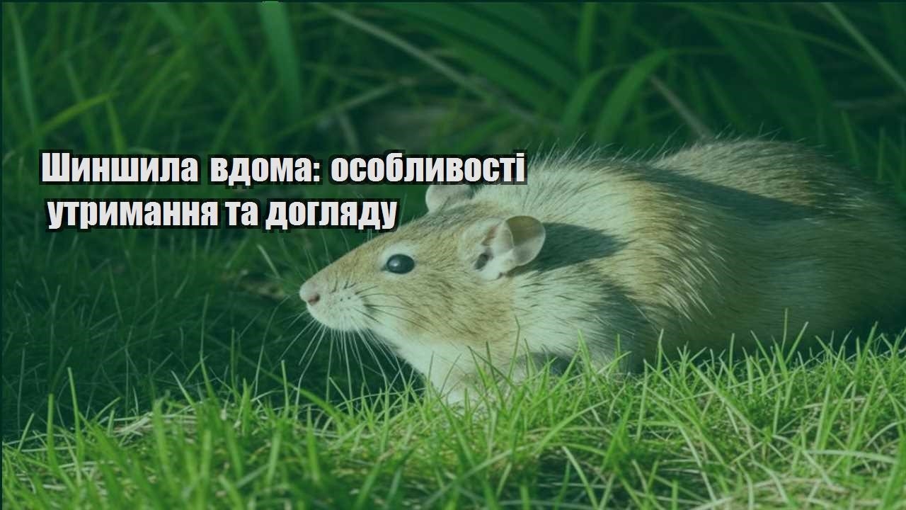 shynshyla vdoma osoblyvosti utrymannya ta doglyadu
