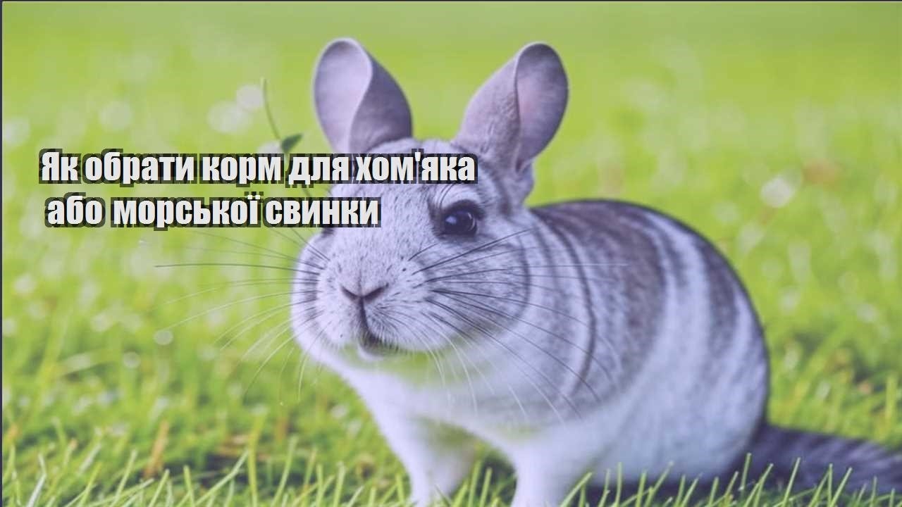 yak obraty korm dlya homyaka abo morskoyi svynky