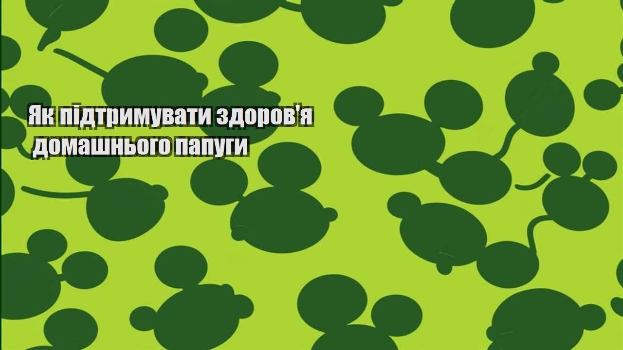 yak pidtrymuvaty zdorovya domashnogo papugy