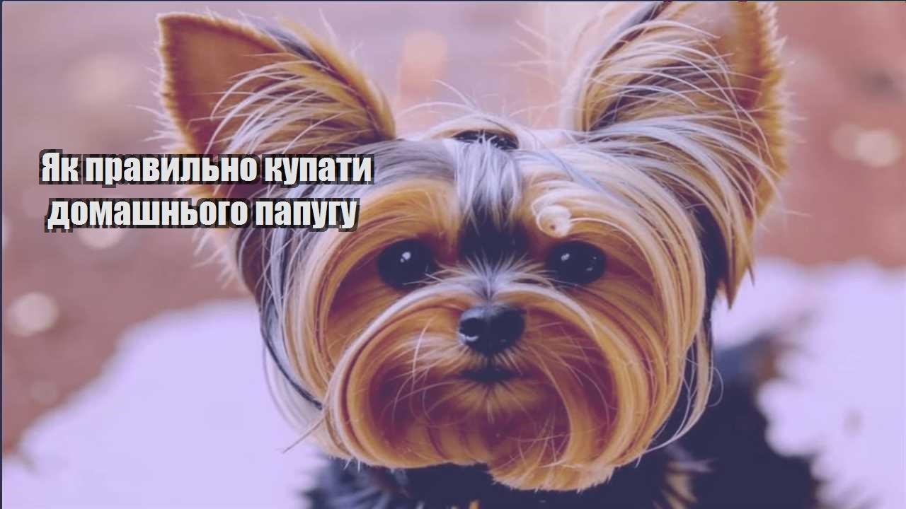 yak pravylno kupaty domashnogo papugu