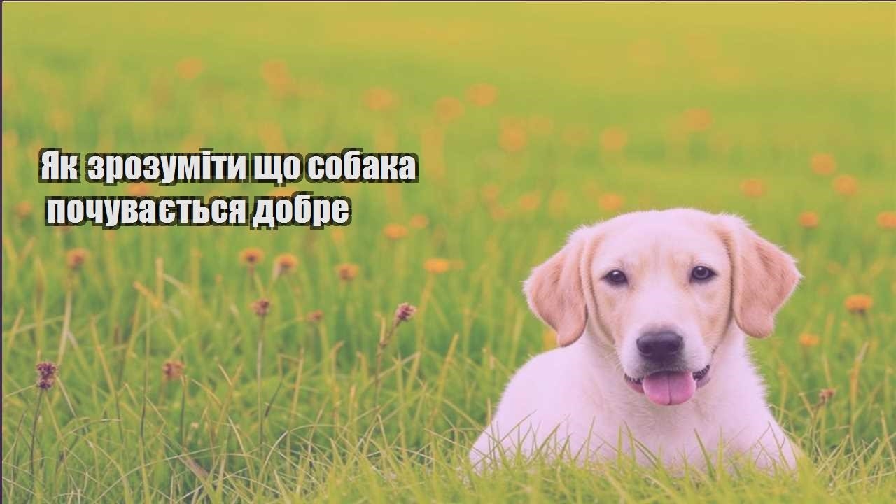 yak zrozumity shho sobaka pochuvayetsya dobre