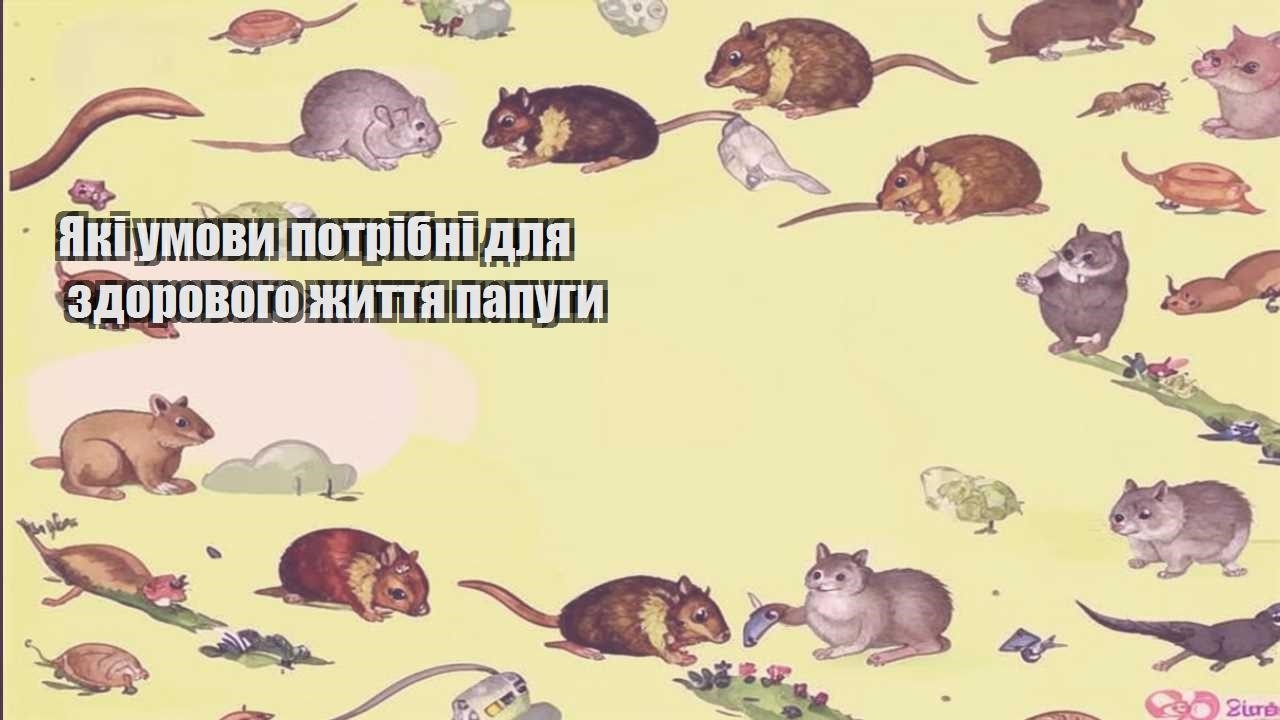 yaki umovy potribni dlya zdorovogo zhyttya papugy
