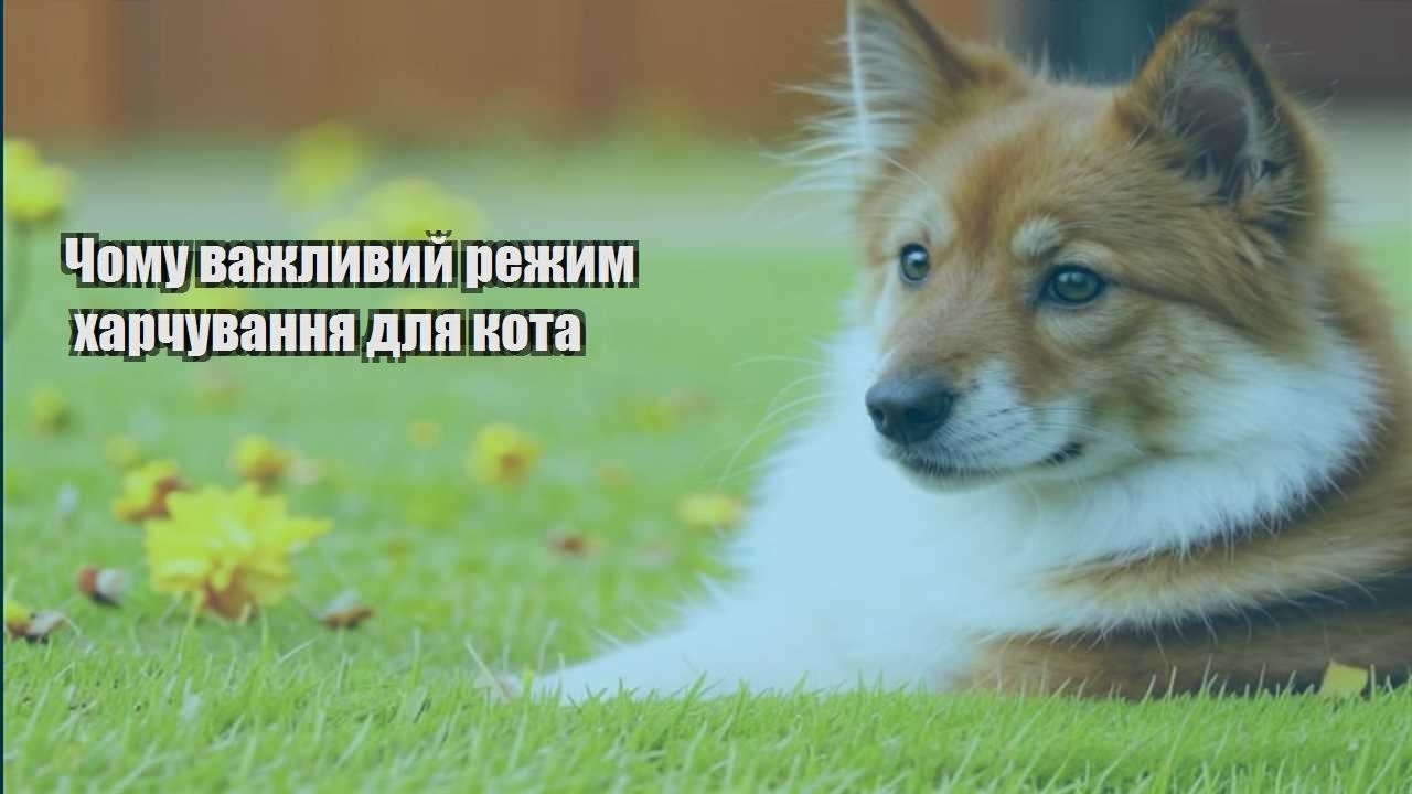 chomu vazhlyvyj rezhym harchuvannya dlya kota