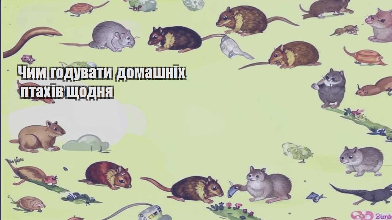 chym goduvaty domashnih ptahiv shhodnya