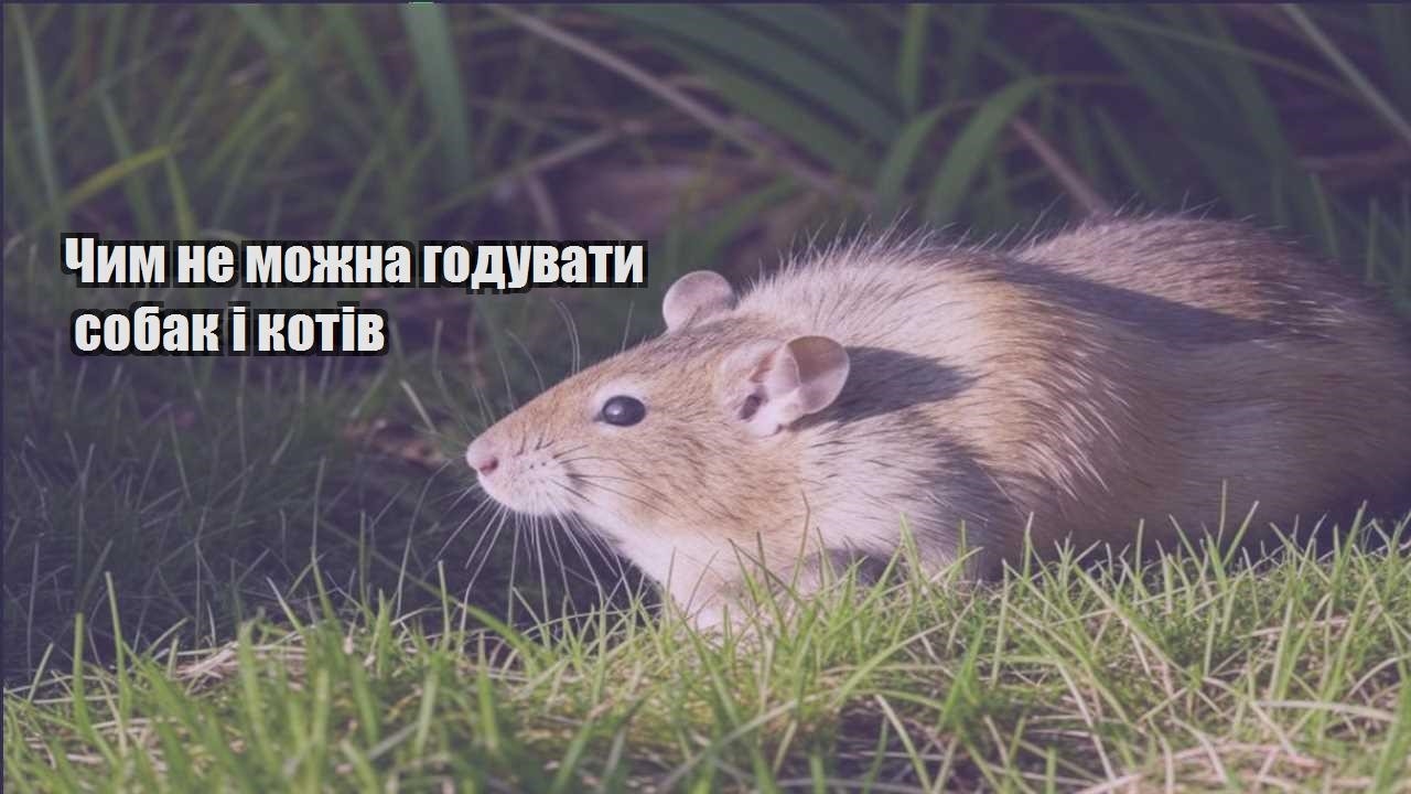 chym ne mozhna goduvaty sobak i kotiv