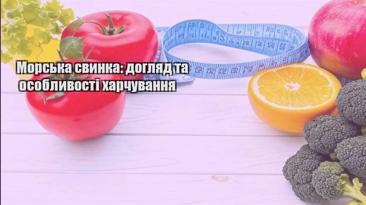 morska svynka doglyad ta osoblyvosti harchuvannya