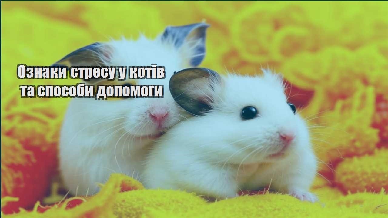 oznaky stresu u kotiv ta sposoby dopomogy