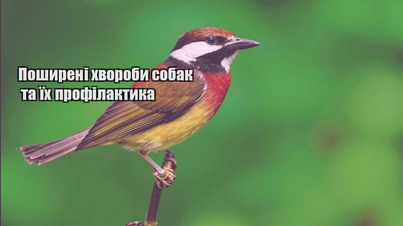 poshyreni hvoroby sobak ta yih profilaktyka