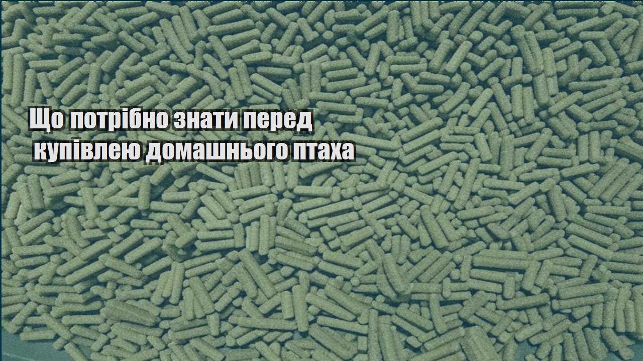 shho potribno znaty pered kupivleyu domashnogo ptaha