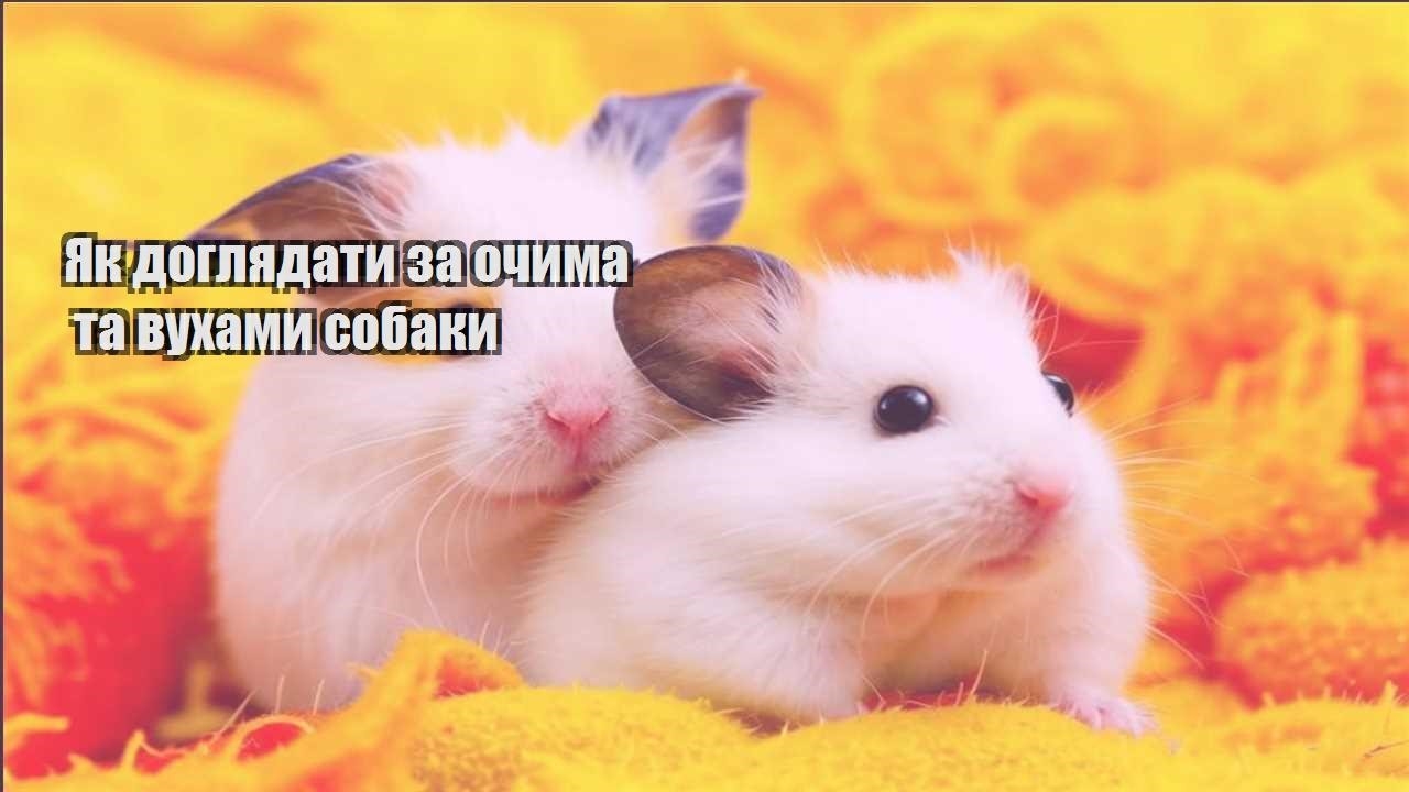 yak doglyadaty za ochyma ta vuhamy sobaky