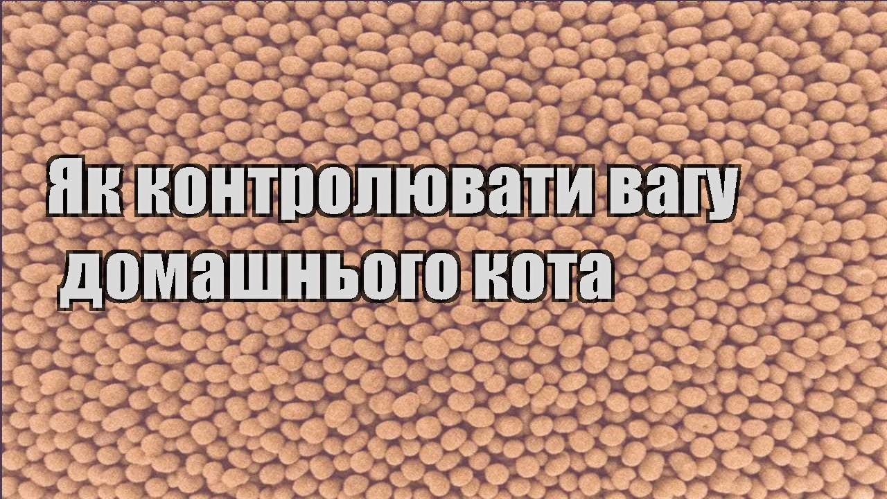 yak kontrolyuvaty vagu domashnogo kota