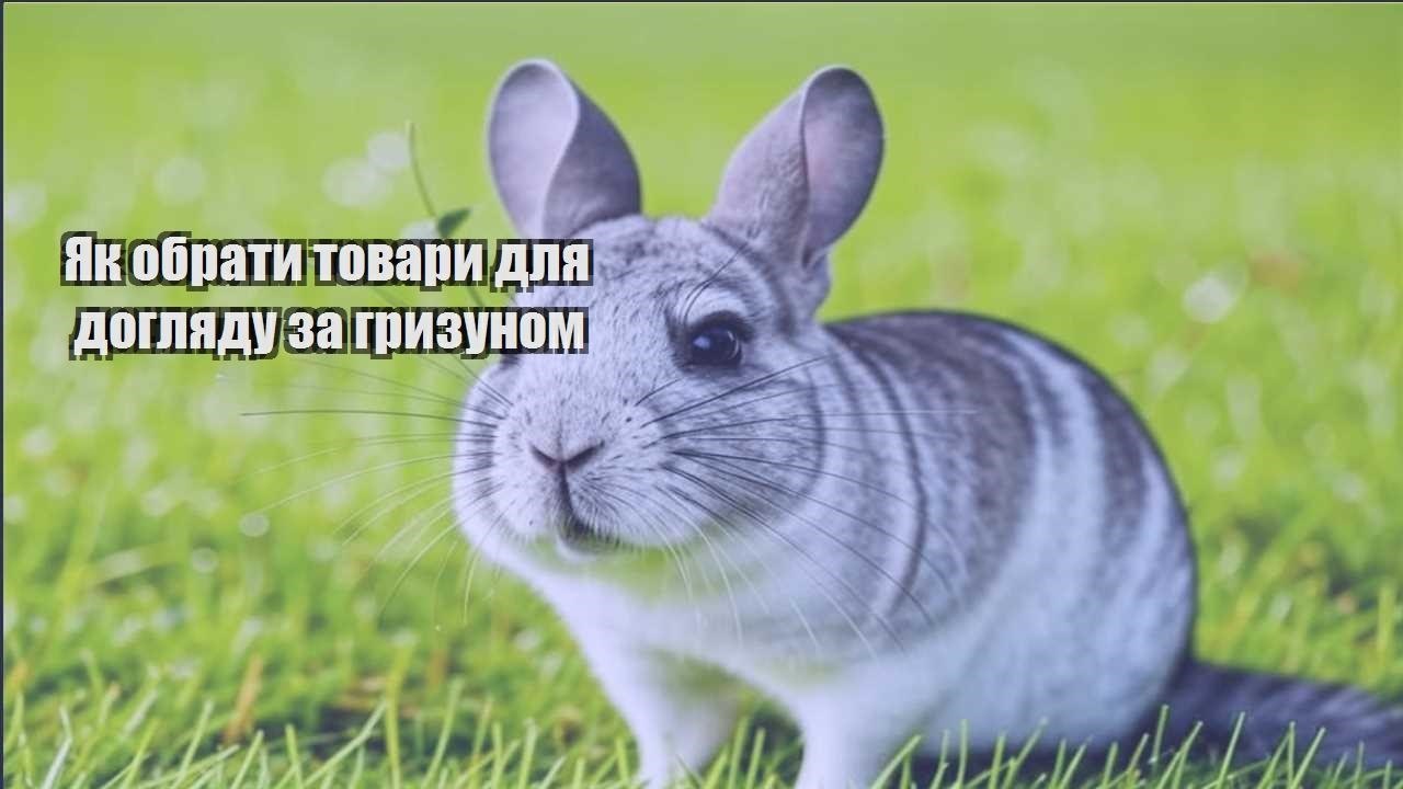 yak obraty tovary dlya doglyadu za gryzunom