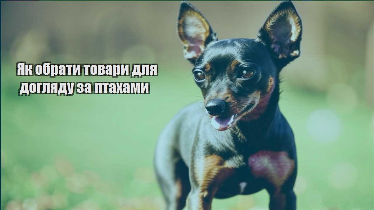 yak obraty tovary dlya doglyadu za ptahamy