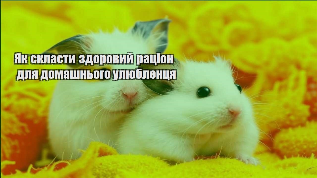 yak sklasty zdorovyj raczion dlya domashnogo ulyublenczya