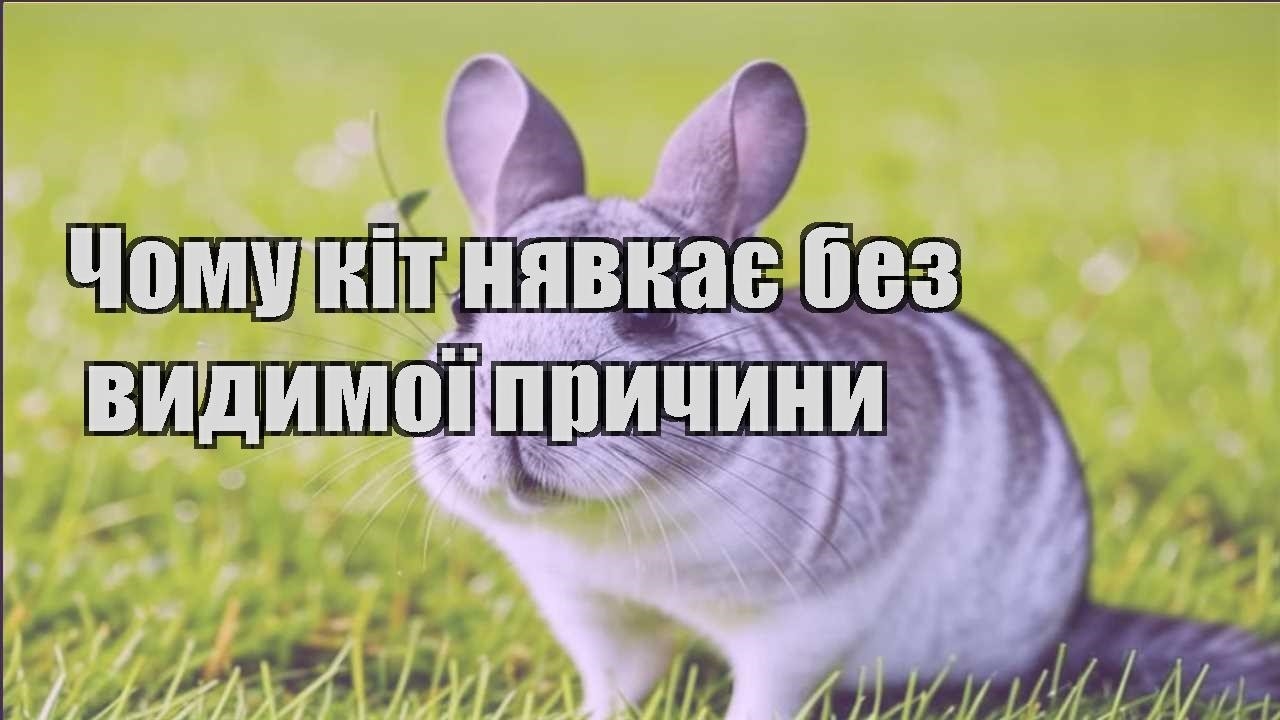chomu kit nyavkaye bez vydymoyi prychyny