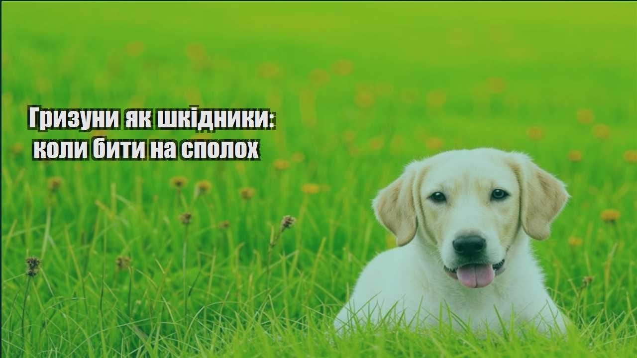 gryzuny yak shkidnyky koly byty na spoloh