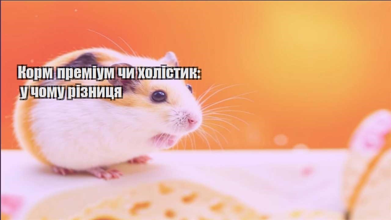korm premium chy holistyk u chomu riznyczya
