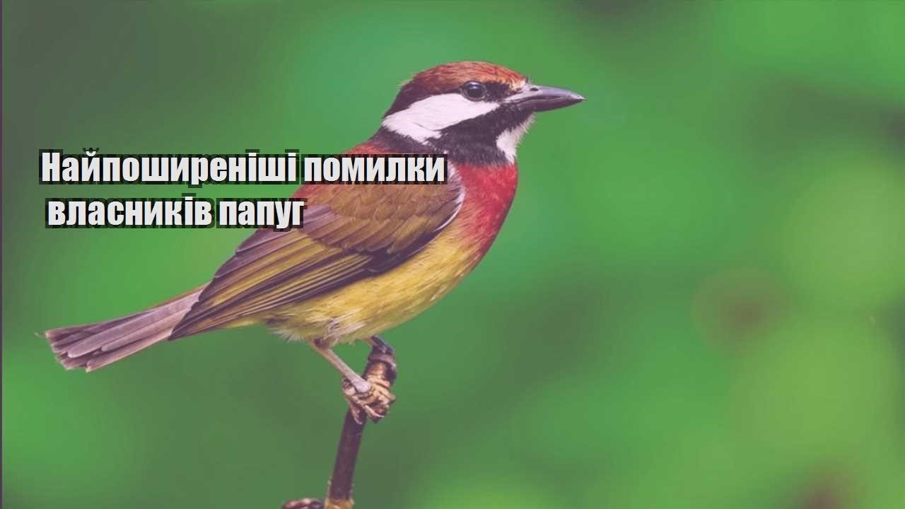 najposhyrenishi pomylky vlasnykiv papug