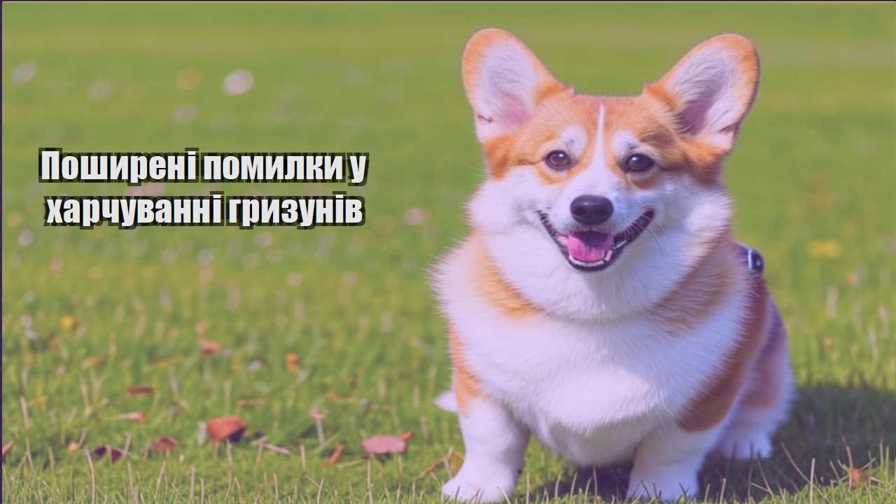 poshyreni pomylky u harchuvanni gryzuniv