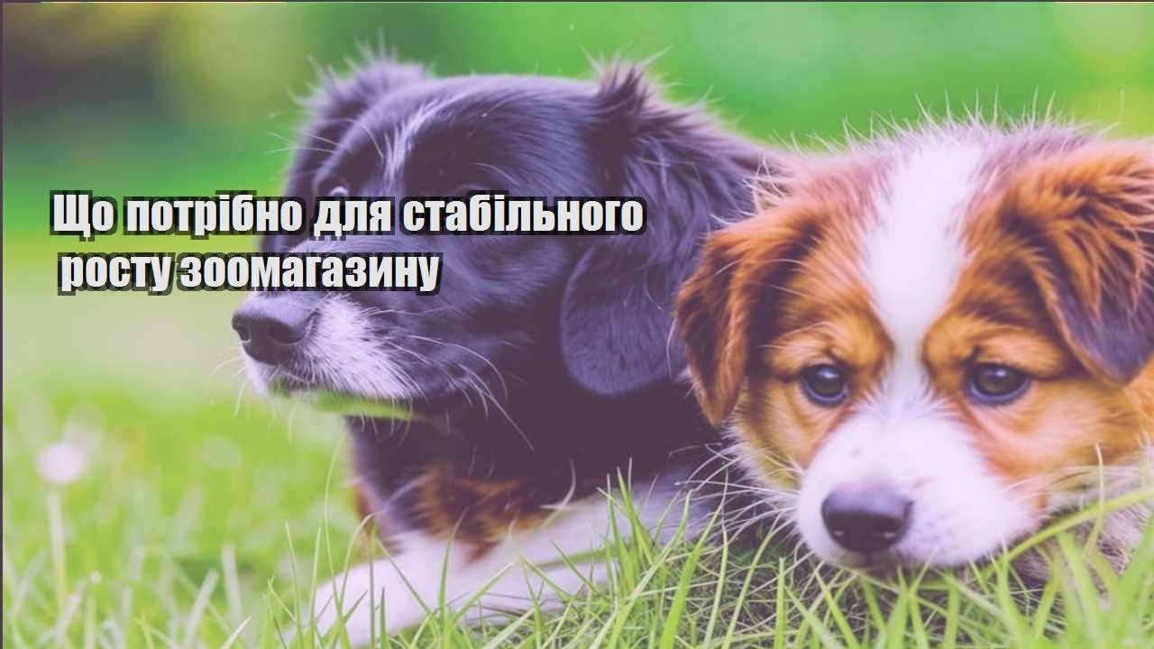 shho potribno dlya stabilnogo rostu zoomagazynu