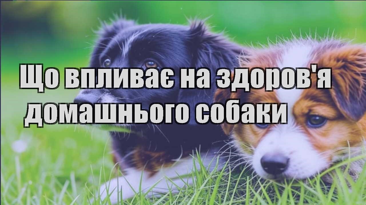 shho vplyvaye na zdorovya domashnogo sobaky