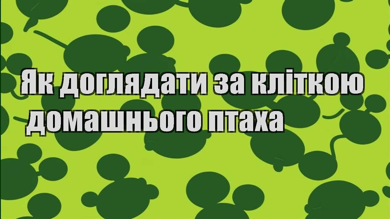 yak doglyadaty za klitkoyu domashnogo ptaha
