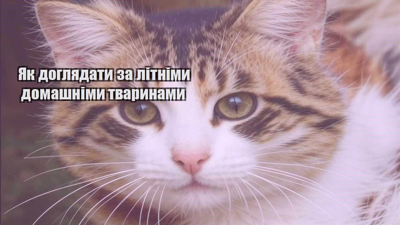 yak doglyadaty za litnimy domashnimy tvarynamy