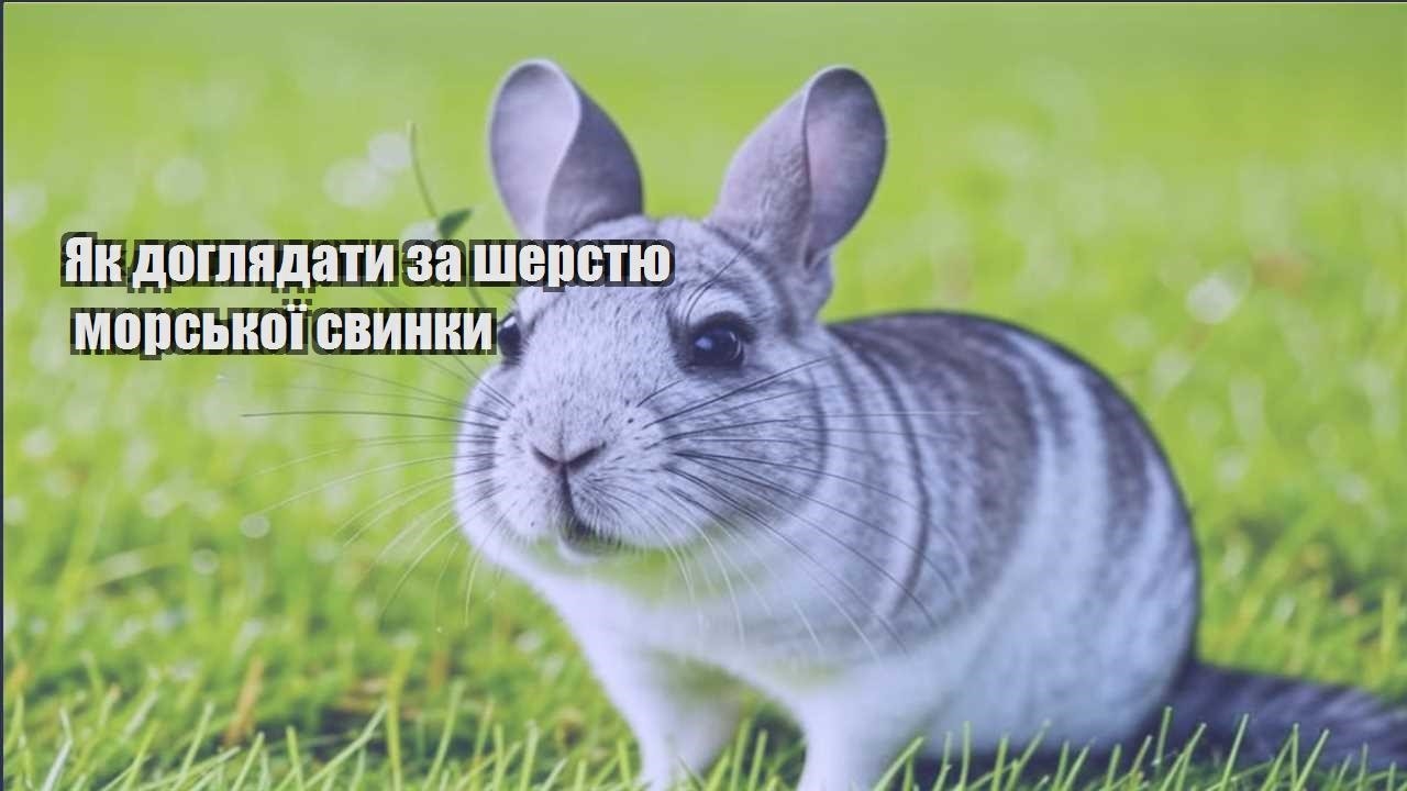 yak doglyadaty za sherstyu morskoyi svynky