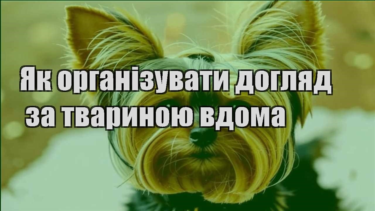 yak organizuvaty doglyad za tvarynoyu vdoma