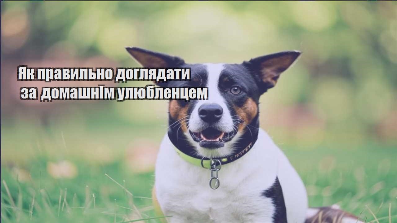 yak pravylno doglyadaty za domashnim ulyublenczem