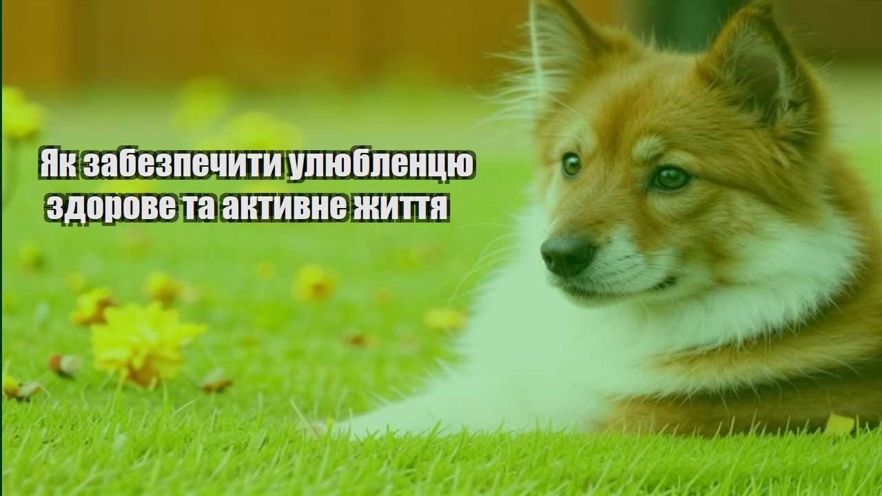 yak zabezpechyty ulyublenczyu zdorove ta aktyvne zhyttya